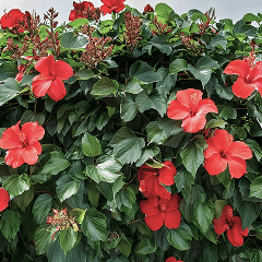 Hibiscus garden